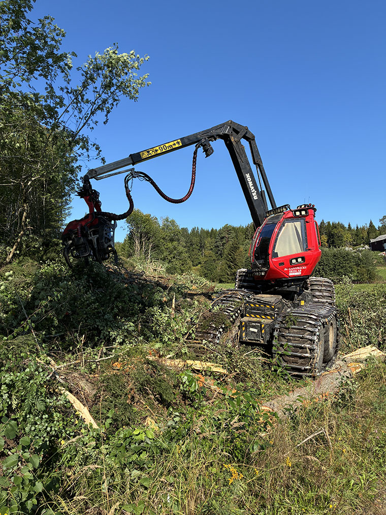 Skördare i full färd att avverka träd