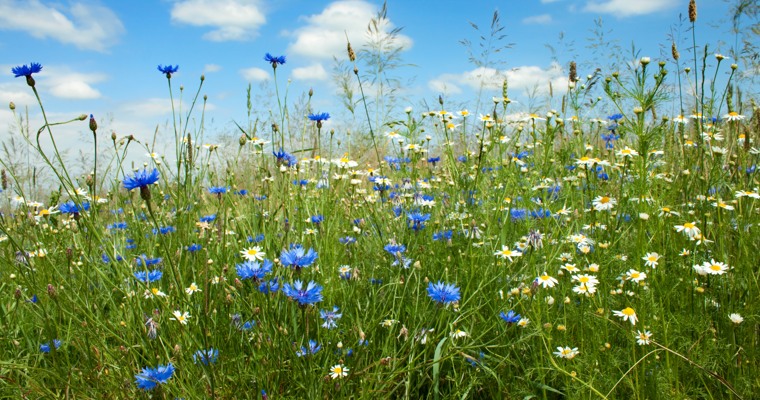 en blomsteräng med blå och vita blommor