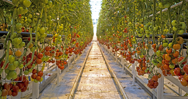Tomatodling inne i stort växthus