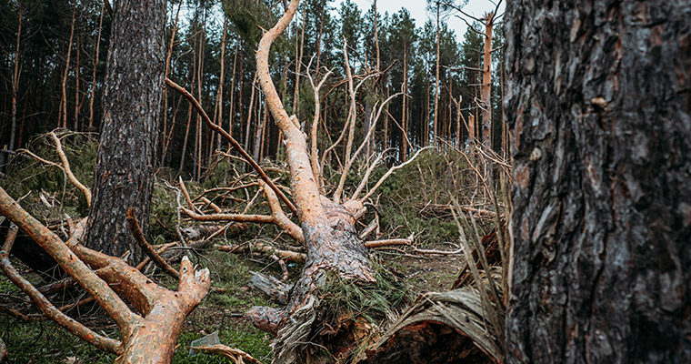 en skog med träd som har ramlat omkull
