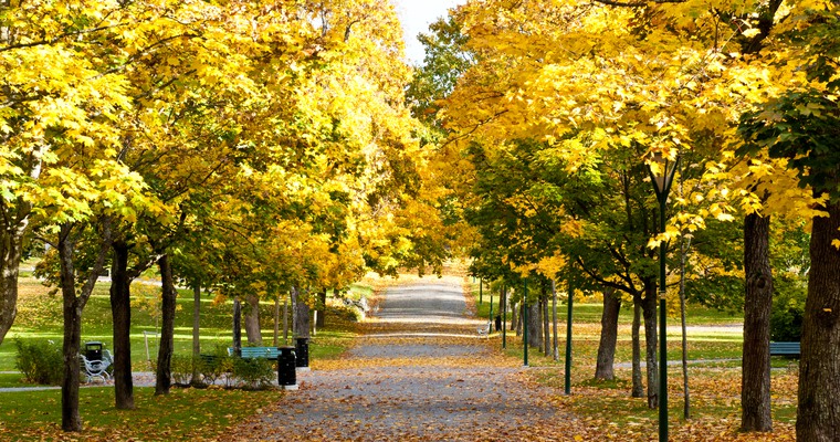 Träd på hösten i Stadsparken