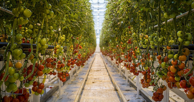 en gång i ett växthus med höga tomatplantor på båda sidor.