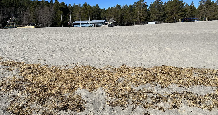 en sandstrand med n hög med träflisor i förgrunden