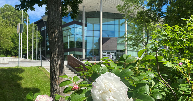 En grönskande rosbuske och i bakgrunden ser man byggnaden Sambiblioteket.