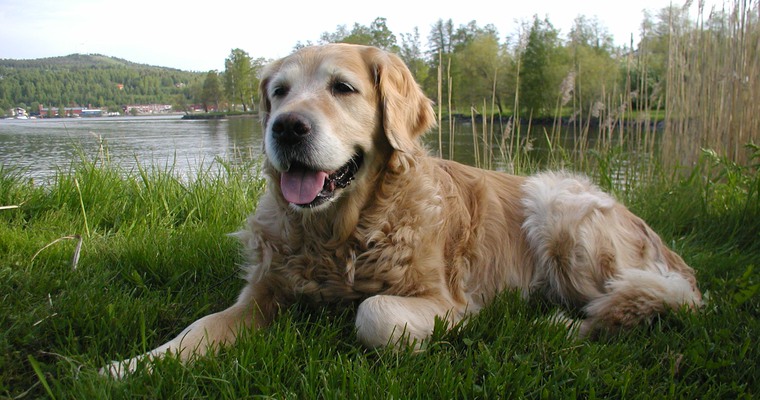 en hund som ligger i gräset med vatten i bakgrunden