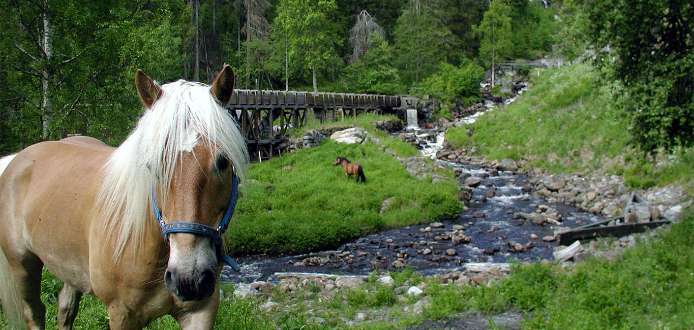 Islandshäst vid västanåfallet.