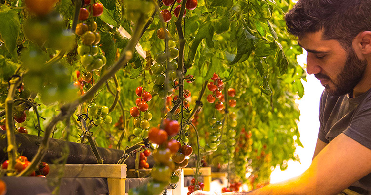 en man plockar tomater i ett stort växthus