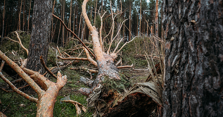 Flera stormfällda träd i en skog.