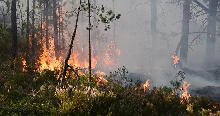 Brinnande undervegetation i skogen.
