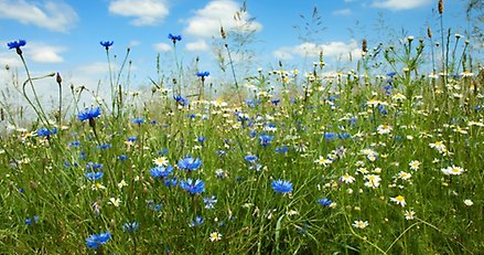 en blomsteräng med blå och vita blommor