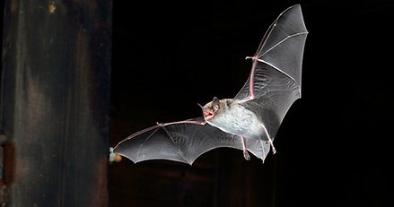 Vattenfladdermus