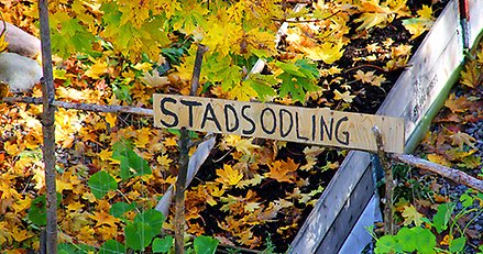 odlingsbädd med skylt där det står stadsodlare, gröna växter och gula löv