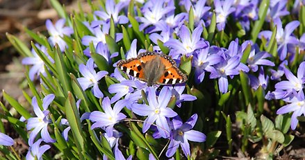 En orange fjäril sitter på en flock blålila blommor