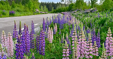 lupiner som växer vid en vägkant