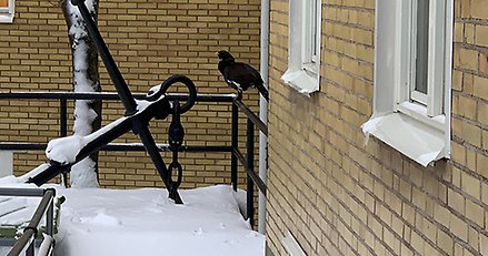 en svart fågel sitter på ett svart räcke i ett hörn med gula tegelväggar bakom