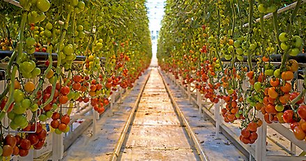 Tomatodling inne i stort växthus