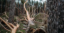 en skog med träd som har ramlat omkull