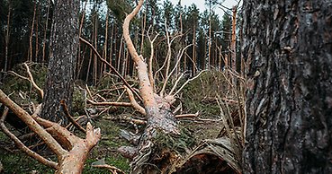 en skog med träd som har ramlat omkull