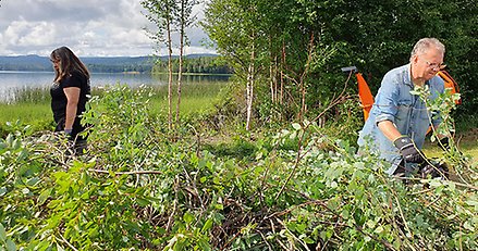Två personer röjer sly. 