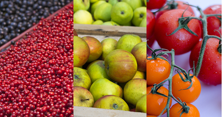 blåbär, lingon, äpplen, tomater