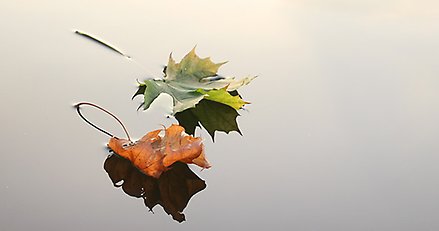 Två lönnlöv som flyter på vattnet.