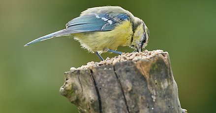 en fågel sitter och pickar på en stubbe