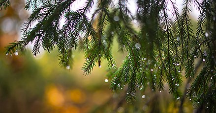 Regndroppar i barren på en gran.
