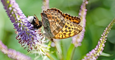 en humla och en fjäril på en blomma