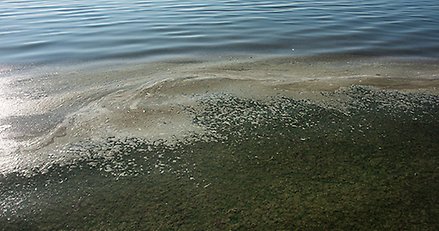 Vatten med algblomning