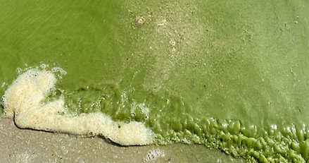 Bild som visar algblomning.