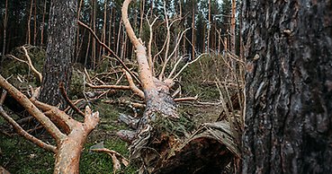 Flera stormfällda träd i en skog.
