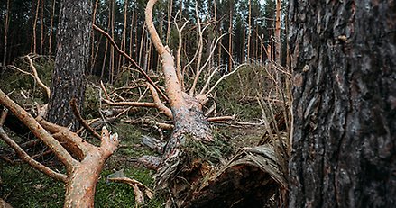 Flera stormfällda träd i en skog.