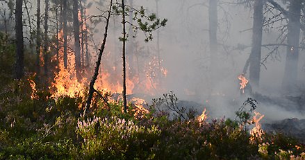 Brinnande undervegetation i skogen.